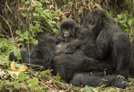 gorilla